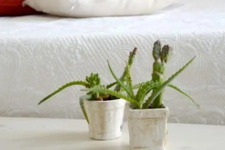 Bed and breakfast Percebes Exclusive Cutrofiano